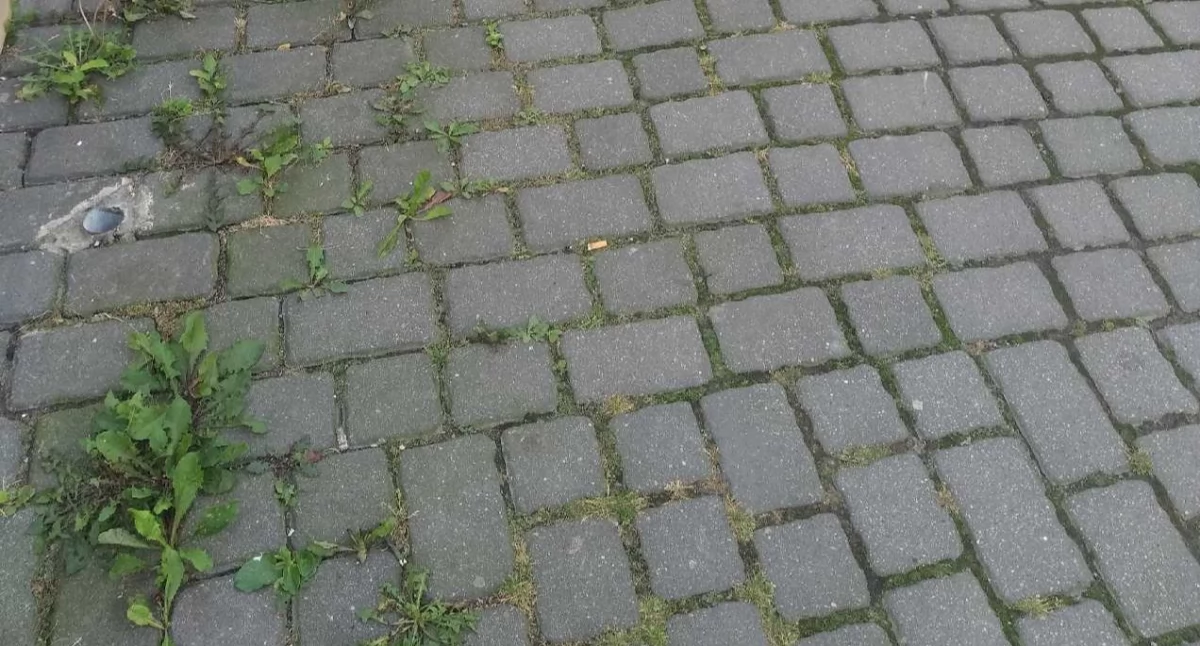 Fakty, Czytelnik alarmuje Zaniedbane chodniki centrum miasta - zdjęcie, fotografia