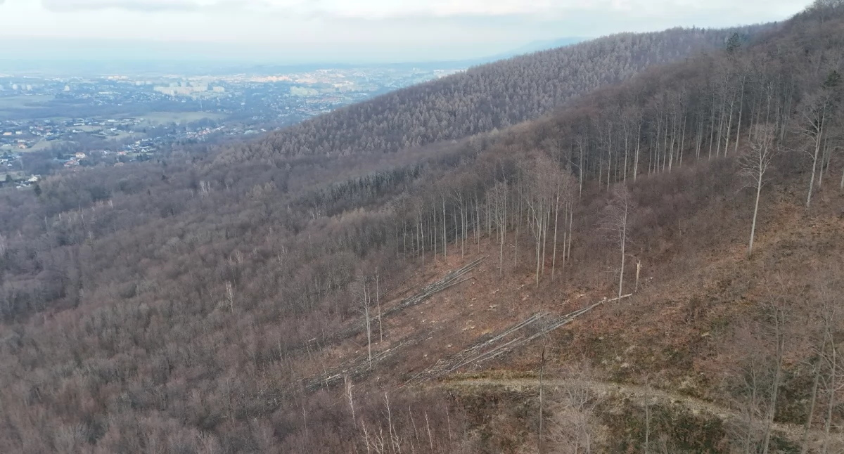 Foto: Inicjatywa Las Wokół Miast