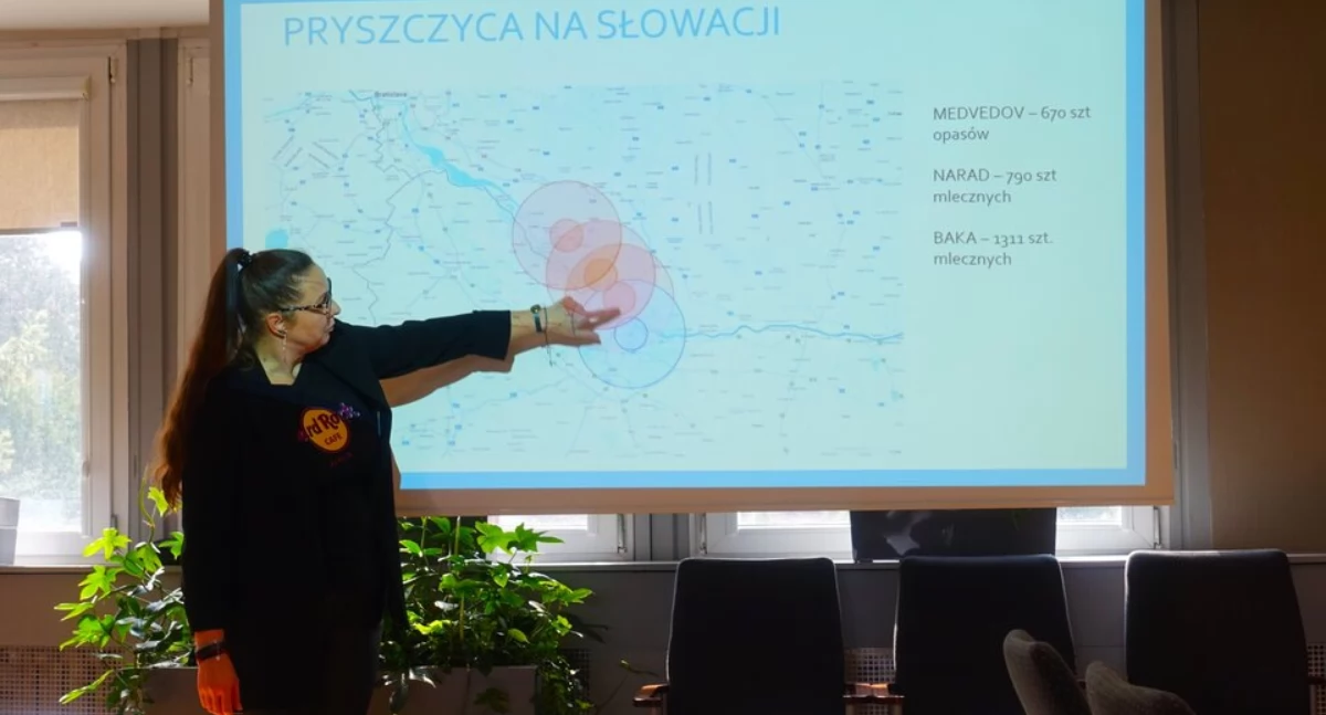 Zwierzęta, związku zagrożeniem pryszczycą zwierząt bielskim starostwie zebrał Powiatowy Zespół Zarządzania Kryzysowego - zdjęcie, fotografia