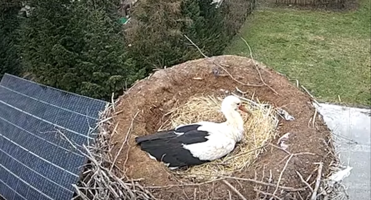 Foto: Bociany Ustroń
