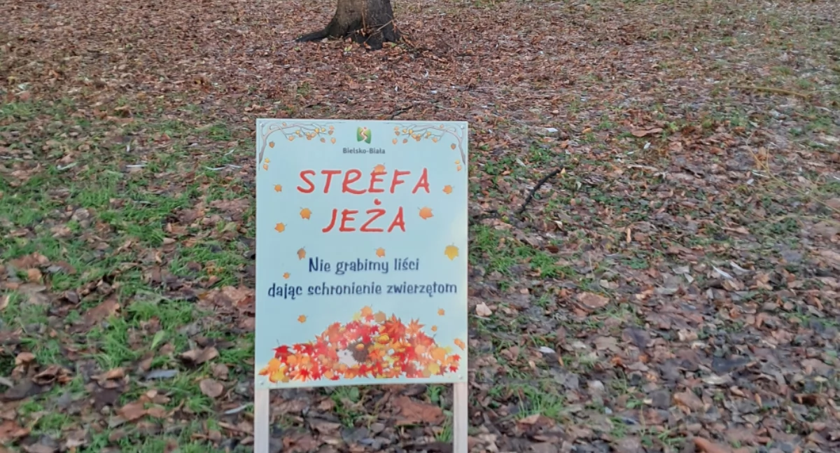Zwierzęta, Bielsko‑Biała liście przyjaznych jeżom - zdjęcie, fotografia