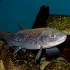 800px-Salmo_trutta_Prague_Vltava_1