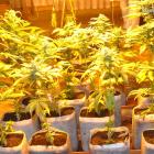 policja-marihuana