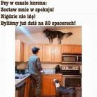 zdjęcie nr 42