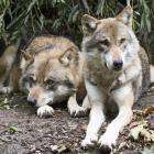 wilki