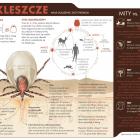 kleszcze1