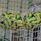 futsal