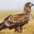 Bielik