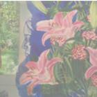 kwiaty_Easy-Resize.com (1)