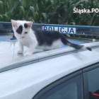 Fotka nr 1 z 2