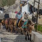 horses-3771255_960_720