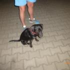 pies-zagubiony-cieszyn2