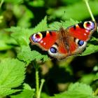 motyl