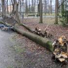 zdjęcie nr 8
