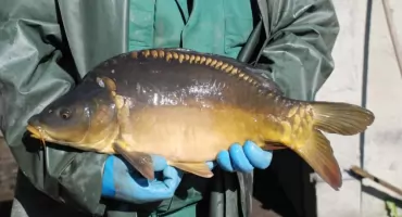 Karp Zatorski odmiana hodowlana z Ziemi Oświęcimskiej