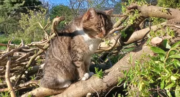 Miau Misja. Program opieki nad kotami wolno żyjącymi w Bielsku-Białej
