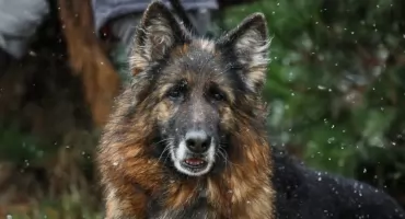 Owczarki niemieckie w schronisku w Bielsku-Białej czekają na adopcję