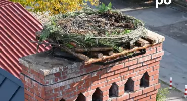 RDOŚ odnowiła gniazda bociana białego. Prace objęły m.in. Buczkowice, Ustroń i Cieszyn