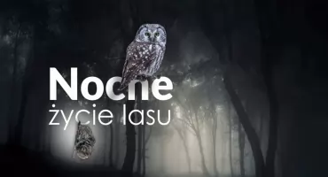 Babiogórski Park Narodowy zaprasza na kolejne spotkanie z cyklu Sowy, Las i My