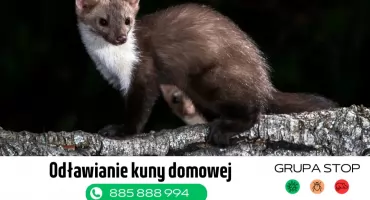 Zanim wezwiesz fachowca – jak rozpoznać, że to kuna, a nie szczur czy mysz?